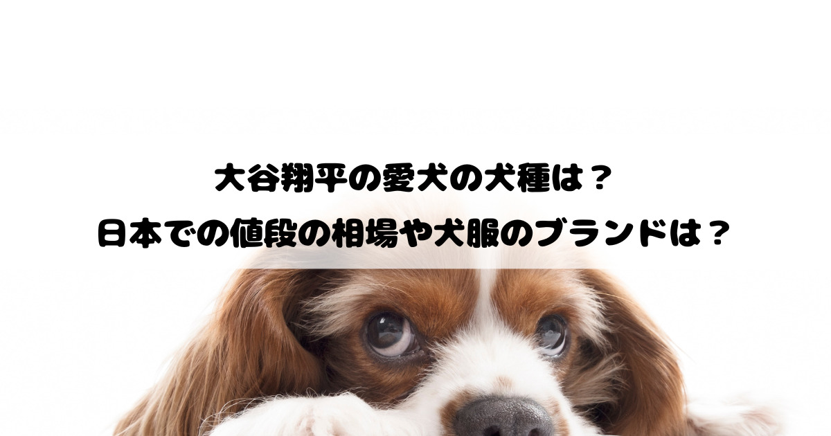 大谷翔平の愛犬の犬種は？日本での値段の相場や犬服のブランドは？