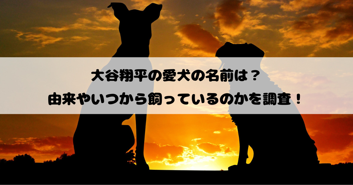 大谷翔平の愛犬の名前は？由来やいつから飼っているのかを調査！